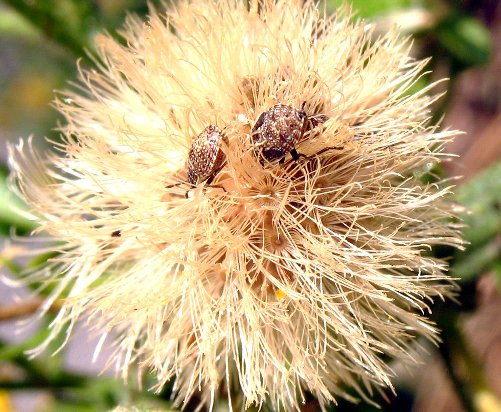 Nysius cymoides (?)